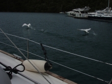 Jachtowy sternik morski w Chorwacji foto: Czesława Ryszarda Kołodziej