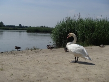 Sternik motorowodny (czerwiec 2016) foto: Kasia Koj